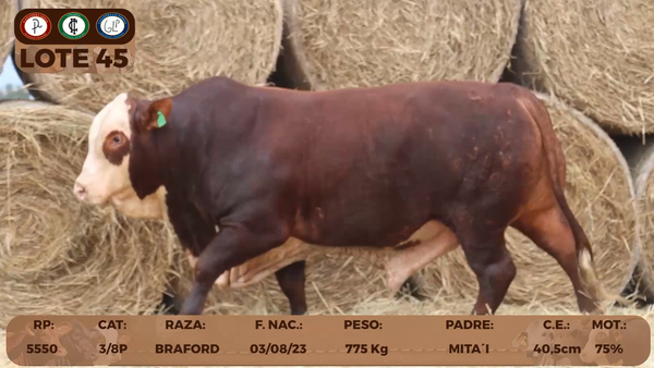 Lote LOTE 45