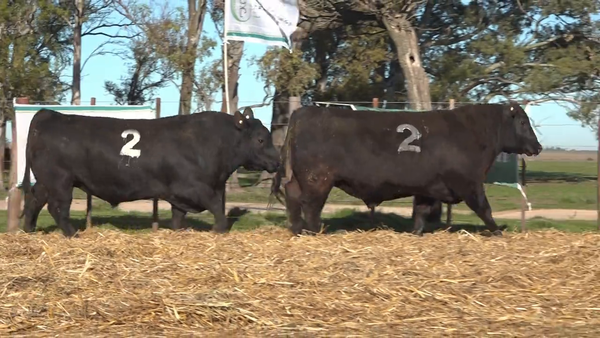 Lote "TRES MOLINOS" TOROS P.C