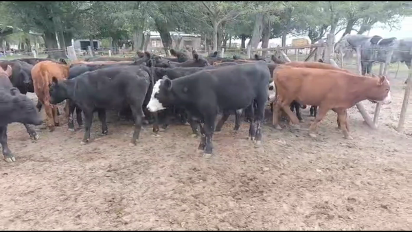 Lote 40 Terneros/as