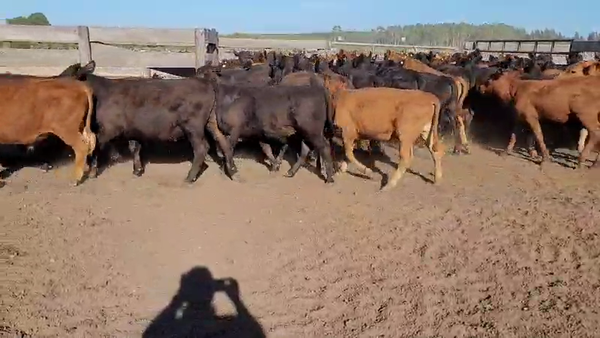 Lote 120 Terneros en Villaguay, Entre Ríos