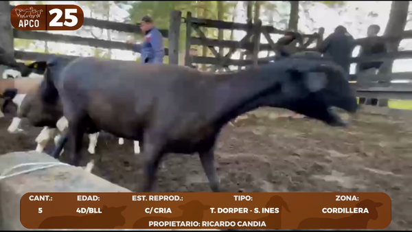 Lote LOTE 25 -POR PANTALLA