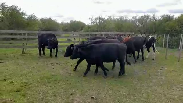 Lote VAQUILLONAS 1 A 2 AÑOS