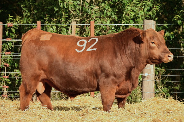 41073 — TOROS ANGUS PC