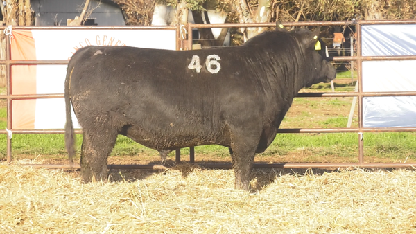 Lote TOROS ANGUS NEGROS  PC