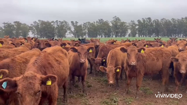 Lote 300 Vaquillonas P/ entorar en Jovita, Córdoba