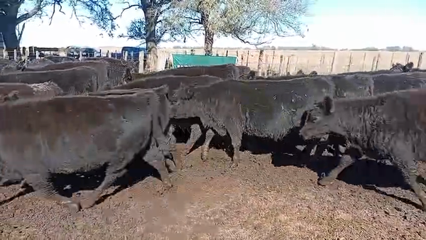 Lote 60 Terneras en 9 de Julio