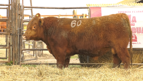 Lote TOROS ANGUS COLORADOS  PC