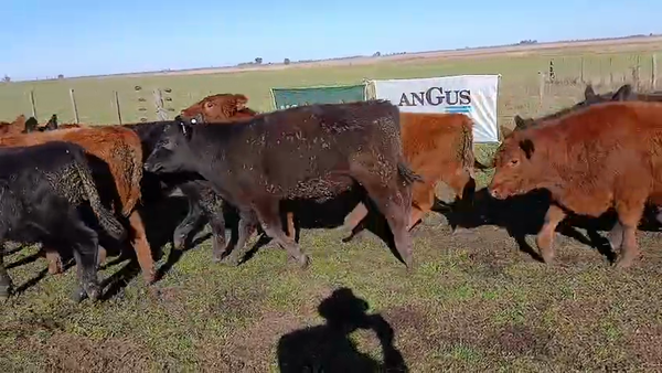 Lote 60 Novillitos y Vaquillonas en Daireaux