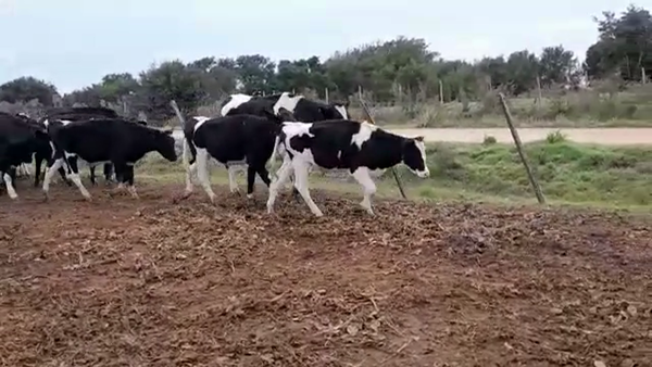 Lote NOVILLOS HOLANDO