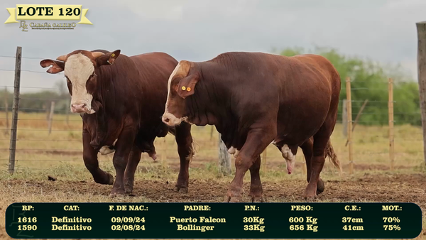 Lote LOTE 120