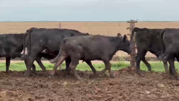 Lote 100 Terneros/as en Gral. Pinto