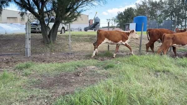 Lote NOVILLOS 1 a 2 AÑOS