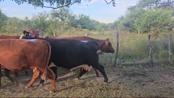 Lote 38 Vacas usadas preñadas