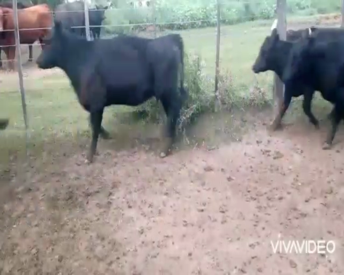 Lote 55 Terneras en Cañuelas, Buenos Aires