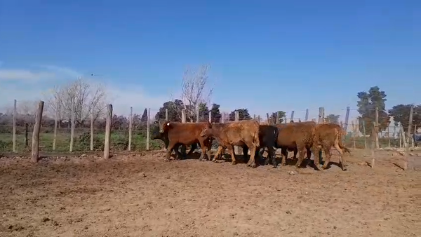 Lote 65 Terneros/as en Baradero, Buenos Aires