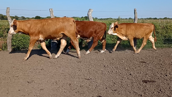 Lote 7 Terneros