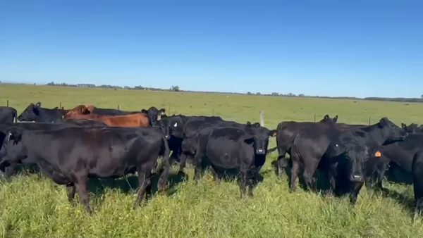 Lote 70 Vacas nuevas C/ gtia de preñez