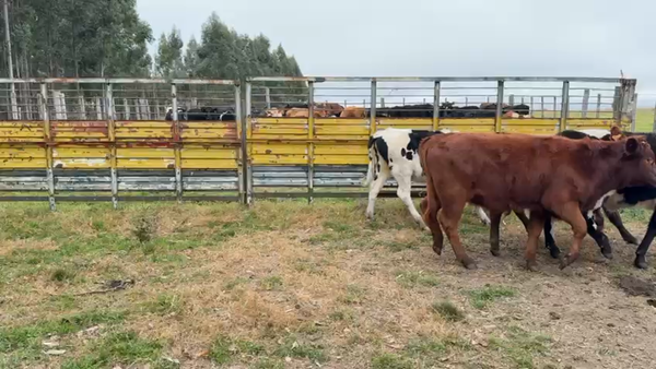 Lote TERNEROS Y TERNERAS