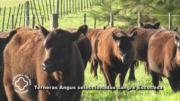 Lote 10 Terneras Aberdeen Angus, Artigas
