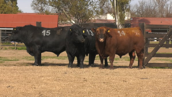 Lote TOROS ANGUS PUROS CONTROLADOS