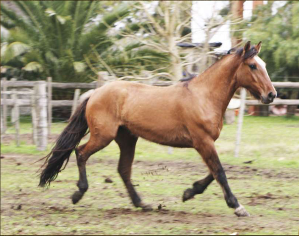 Lote Caminante del Conventos