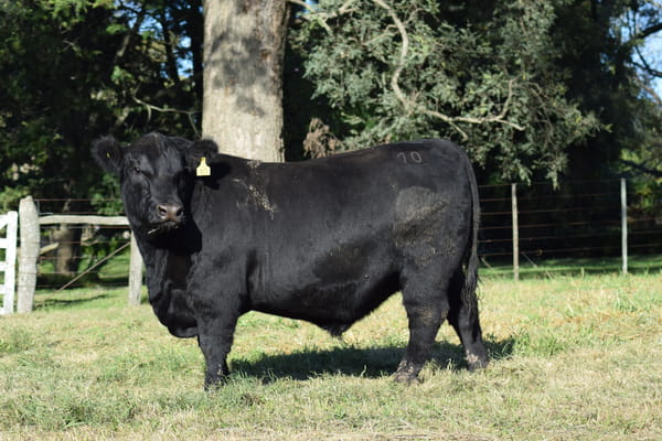 Lote PEEBLES 10 (negro)