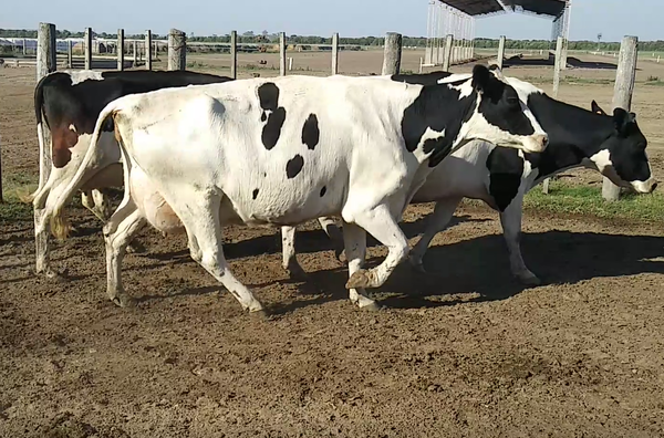 Lote 5 Vacas en Humberto 1º, Santa Fe