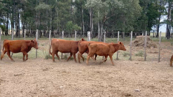 Lote 68 Vaquillonas 1 a 2 años en Goñi, Florida