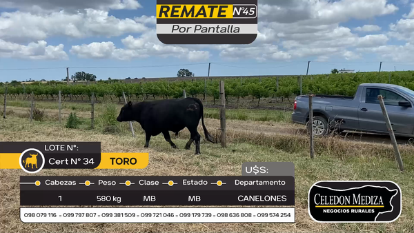 Lote 1 Toros en Parador Tajes, Canelones