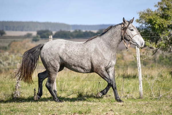 Lote GATONA LA FLECHILLA