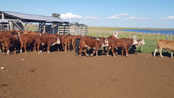 Lote 75 Terneros en Esquina, Corrientes