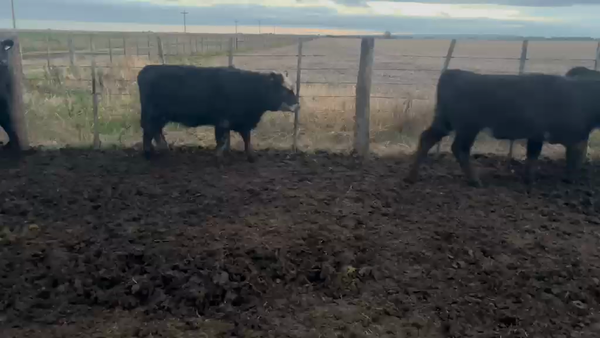 Lote 100 Novillitos y Vaquillonas en Coronel Vidal
