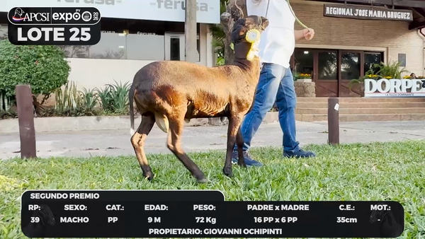Lote LOTE 25 - BOZAL