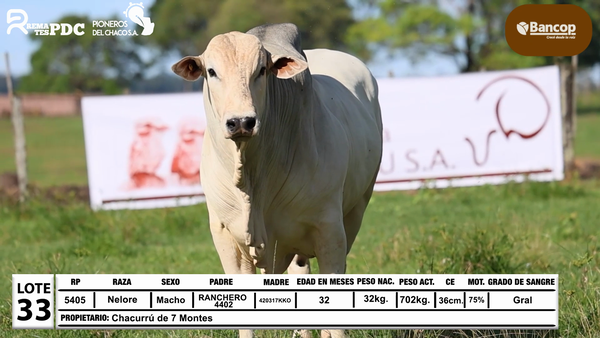 Lote Lote 33