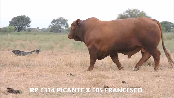 Lote Toro