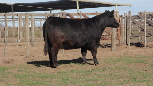 Lote VACAS PURAS DE PEDIGREE