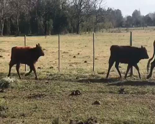 Lote 9 Vacas nuevas con cria en Brandsen, Buenos Aires