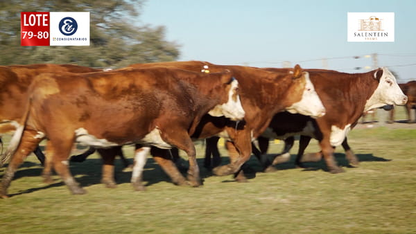 Lote LOTE 79/80 - VACAS BRAFORD GENERALES NUEVAS (S`15,16,17) PREÑADAS SERVICIO NATURAL