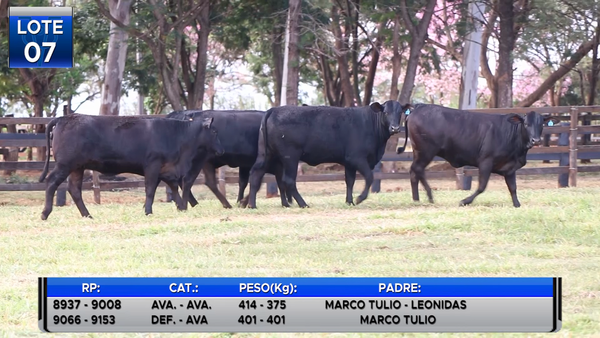 Lote VAQUILLAS BRANGUS PREÑADAS -LOTE 7