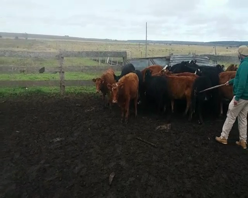 Lote (Vendido)21 Terneras AA/ HE 170kg -  en SANCHEZ GRANDE