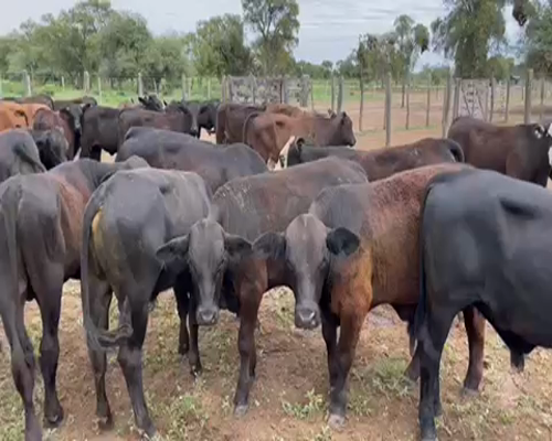 Lote 60 Terneros/as en Sol de Julio, Santiago del Estero