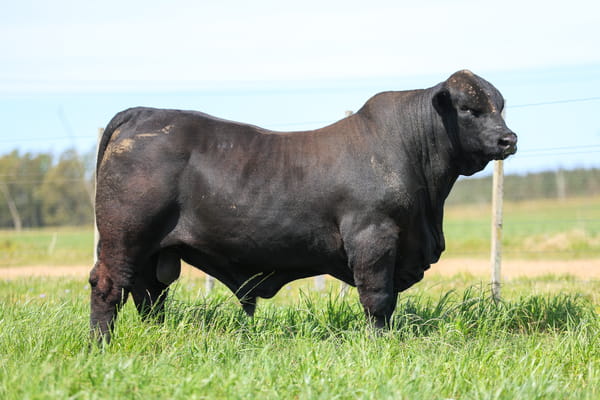 Lote Cabaña Jacarandá