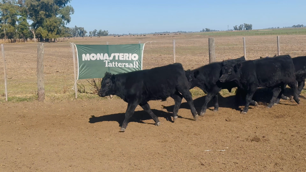 Lote 75 Terneros en Buenos Aires, 9 de Julio
