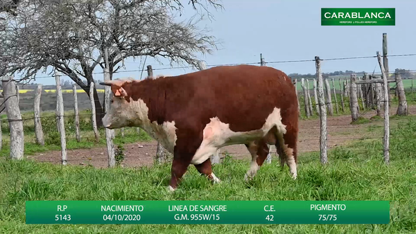 Lote Carablanca