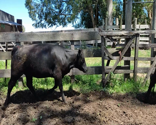 Lote (Vendido)6 Vaquillonas 1 a 2 años 5 AA,  1 AA X HE 439kg - , Colonia