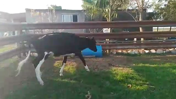 Lote 1 Vaquillonas Hol.