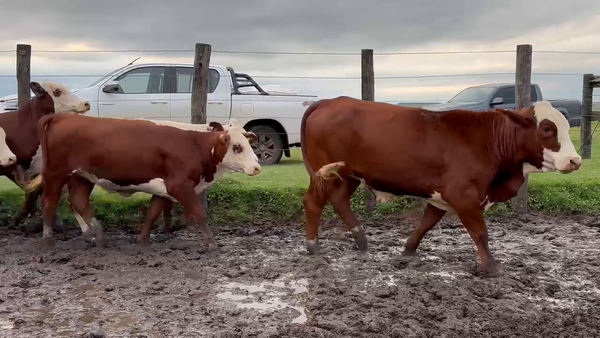 Lote 46 Vaquillonas en Corrientes, Mercedes