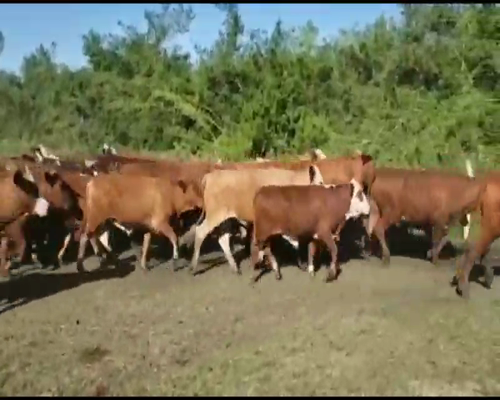 Lote 45 Novillos en San Luis del Palmar, Corrientes