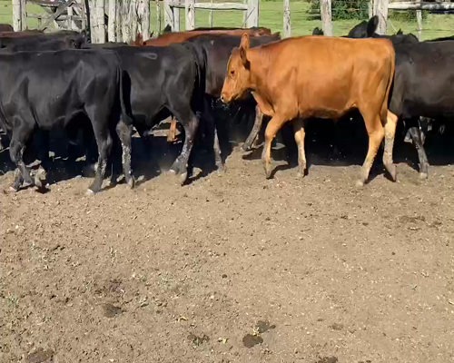 Lote 60 Terneros en Villaguay, Entre Ríos