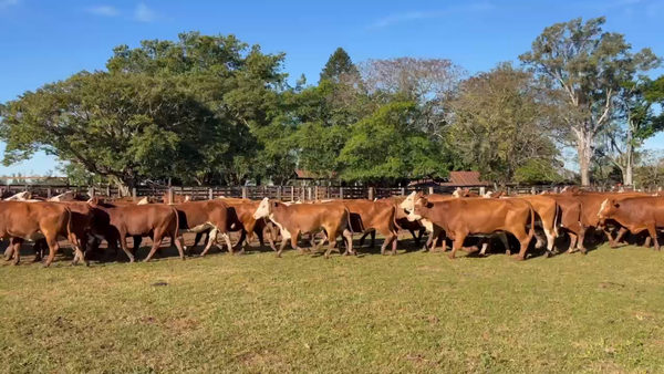 Lote 48 Vaquillonas C/ gtia de preñez en Corrientes, Ituzaingó